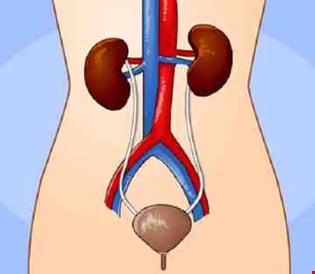supporting image for The kidneys