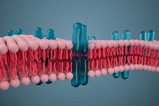 supporting image for Unit 1: Cell membranes and transport - Blended learning