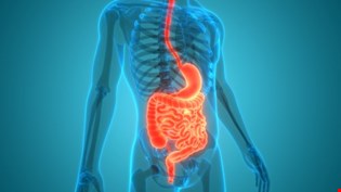supporting image for Unit 1.3: Digestion and the digestive system in humans - Blended learning
